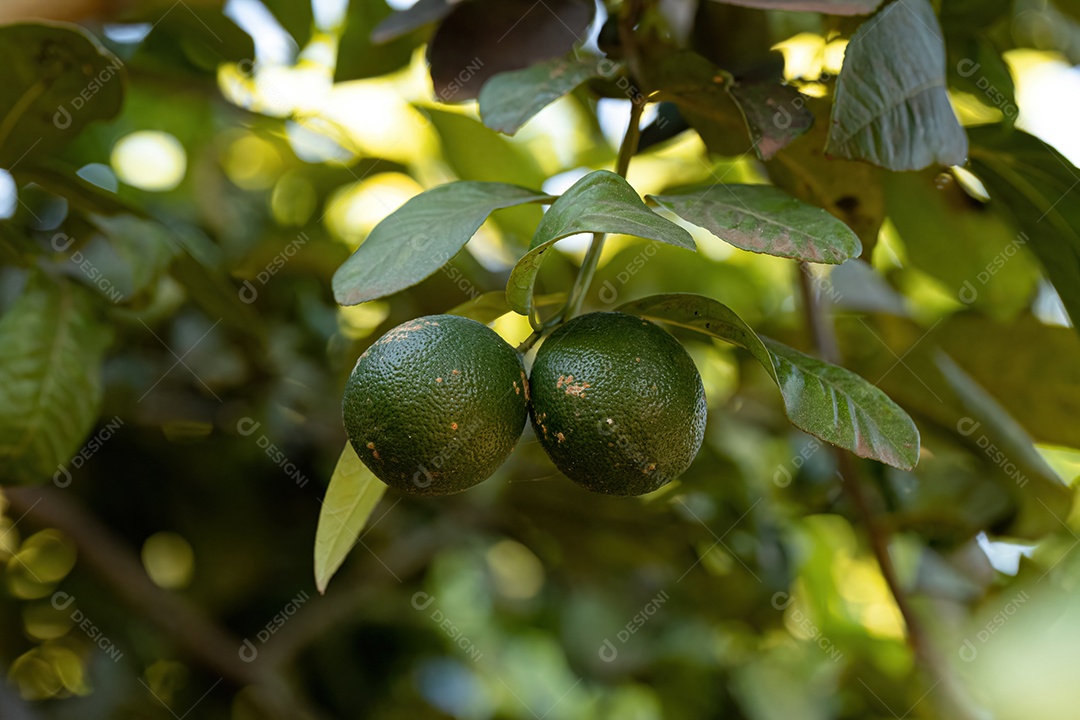 Limão Pequeno Fruto da Planta do Gênero Citrus