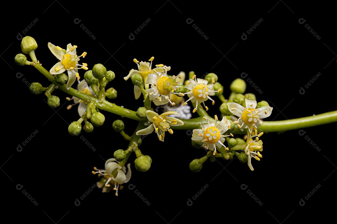 Ambarella Flor da espécie Spondias dulcis luz branca de flash