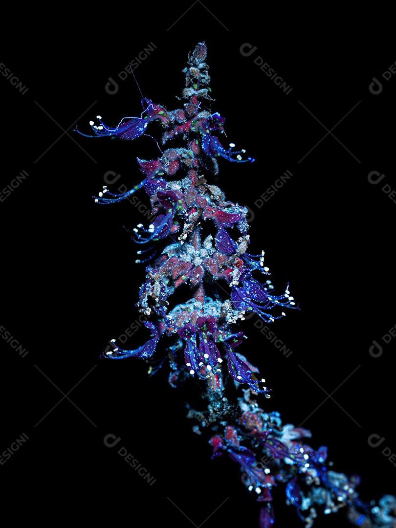 Ambarella Flor da espécie Spondias dulcis sob luz ultravioleta de lanterna