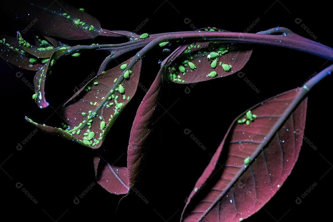 Pequenos pulgões Spiraea da espécie Aphis spiraecola sobre uma planta da espécie Annona squamosa sob luz ultravioleta de lanterna