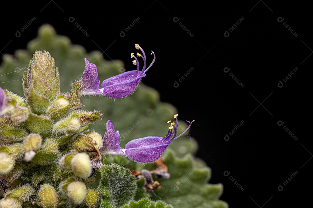 Flor de borragem indiana da espécie Coleus amboinicus sob luz de flash branca