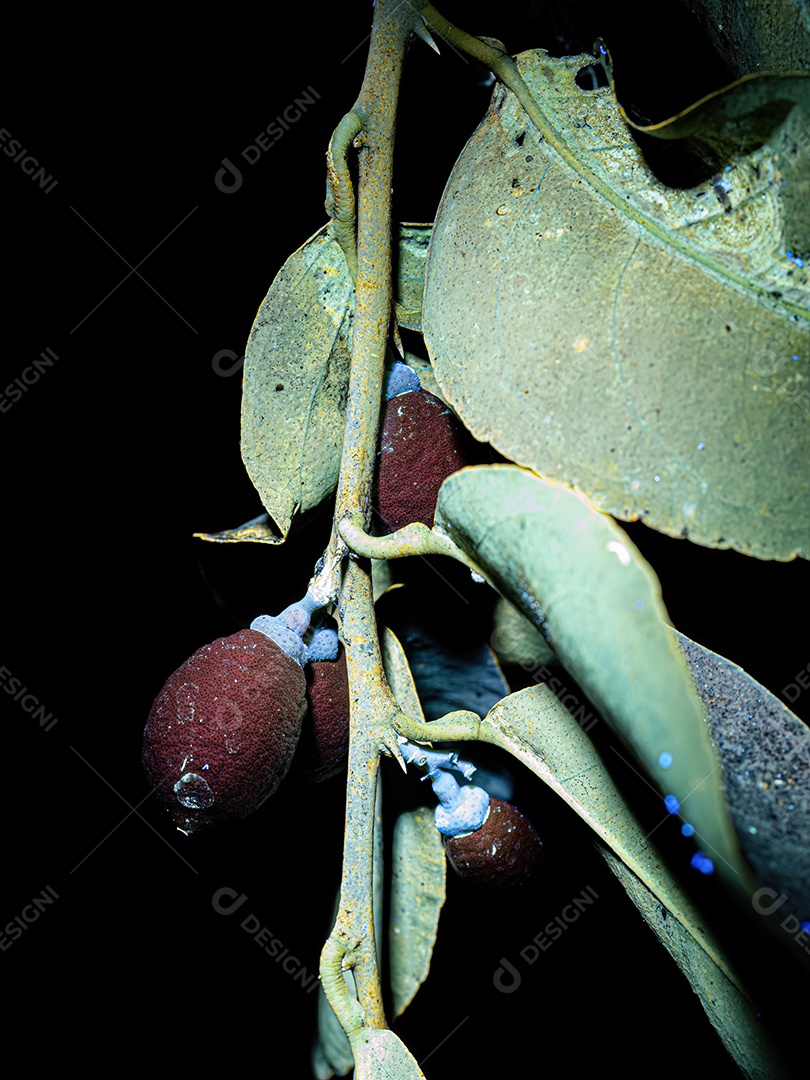Limão Pequeno da Planta do Gênero Citrus sob luz ultravioleta de lanterna