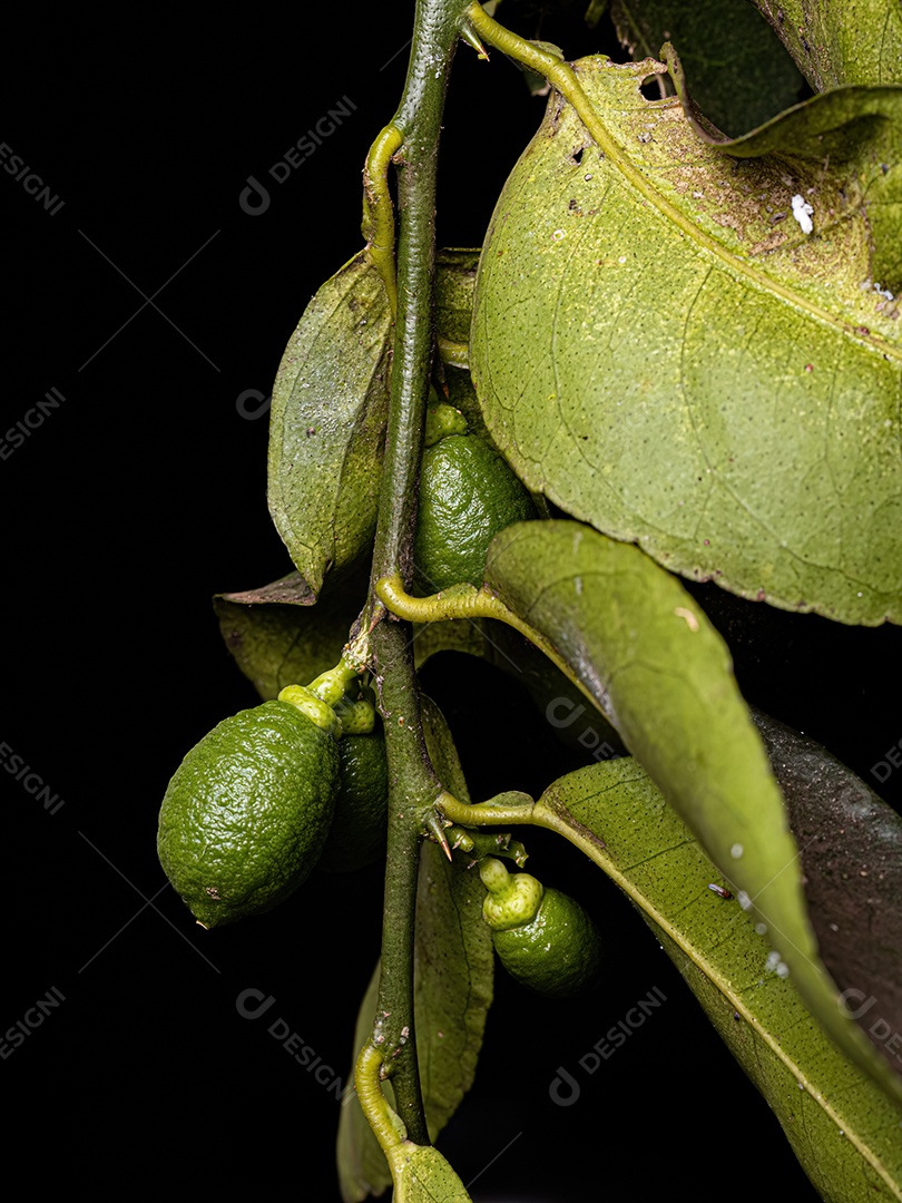 Fruto Limão Pequeno da Planta do Gênero Citrus sob luz branca de flash