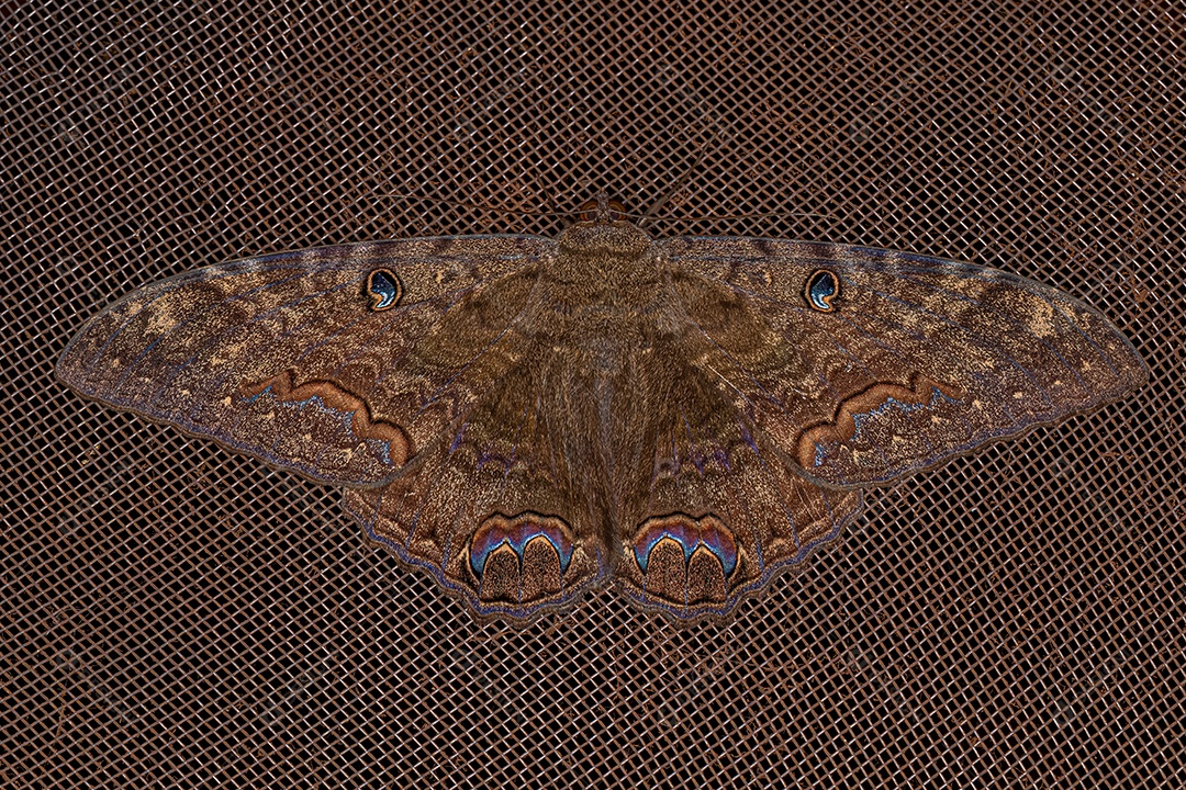 Macho adulto da mariposa negra da espécie Ascalapha odorata