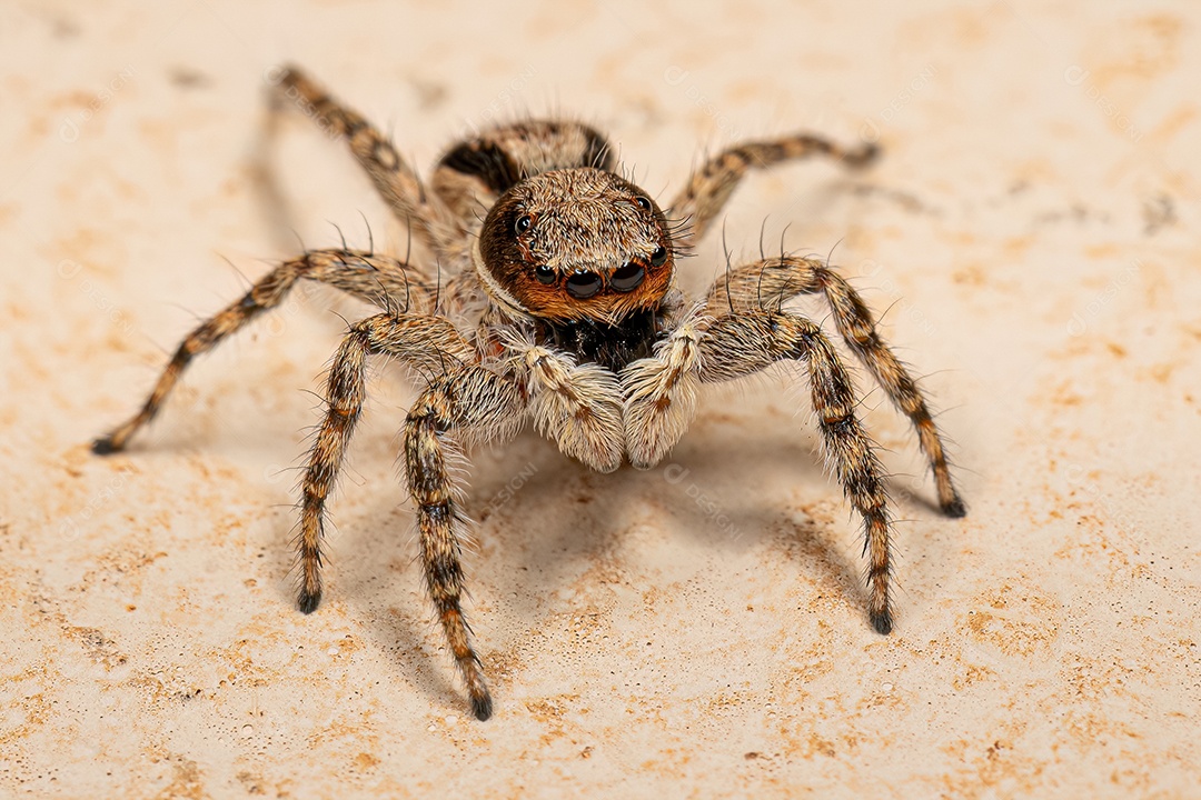 Aranha saltadora cinzenta fêmea adulta da espécie Menemerus bivittatus
