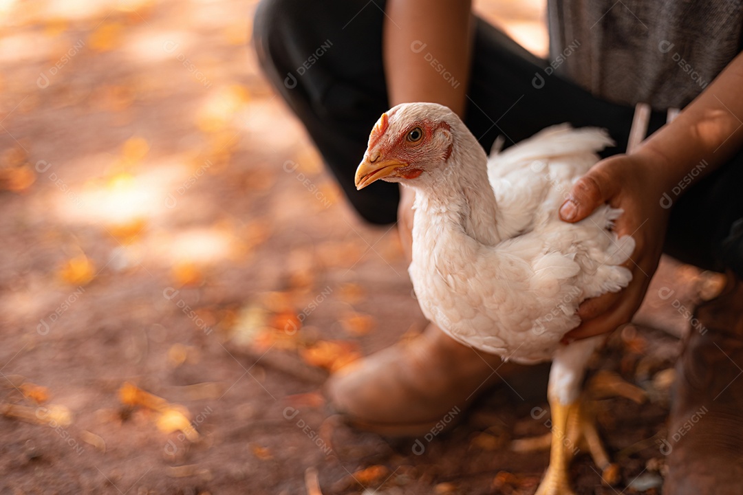 Galinha branca jovem nas mãos de uma criança na fazenda
