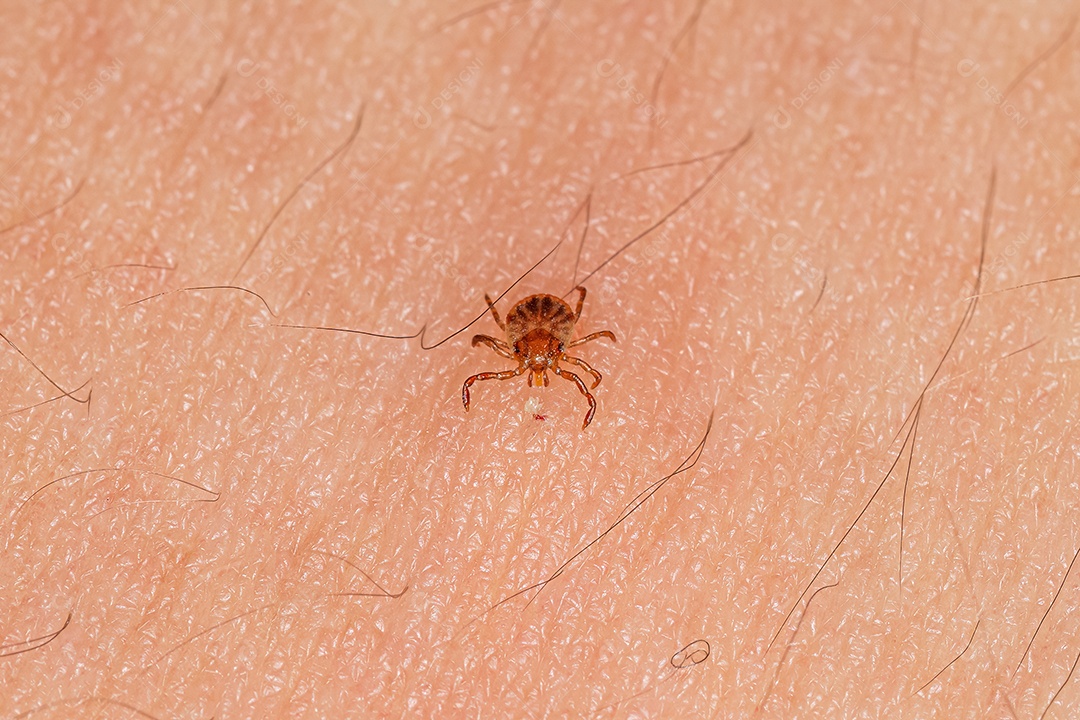 Aranha de porão fêmea adulta da família Pholcidae