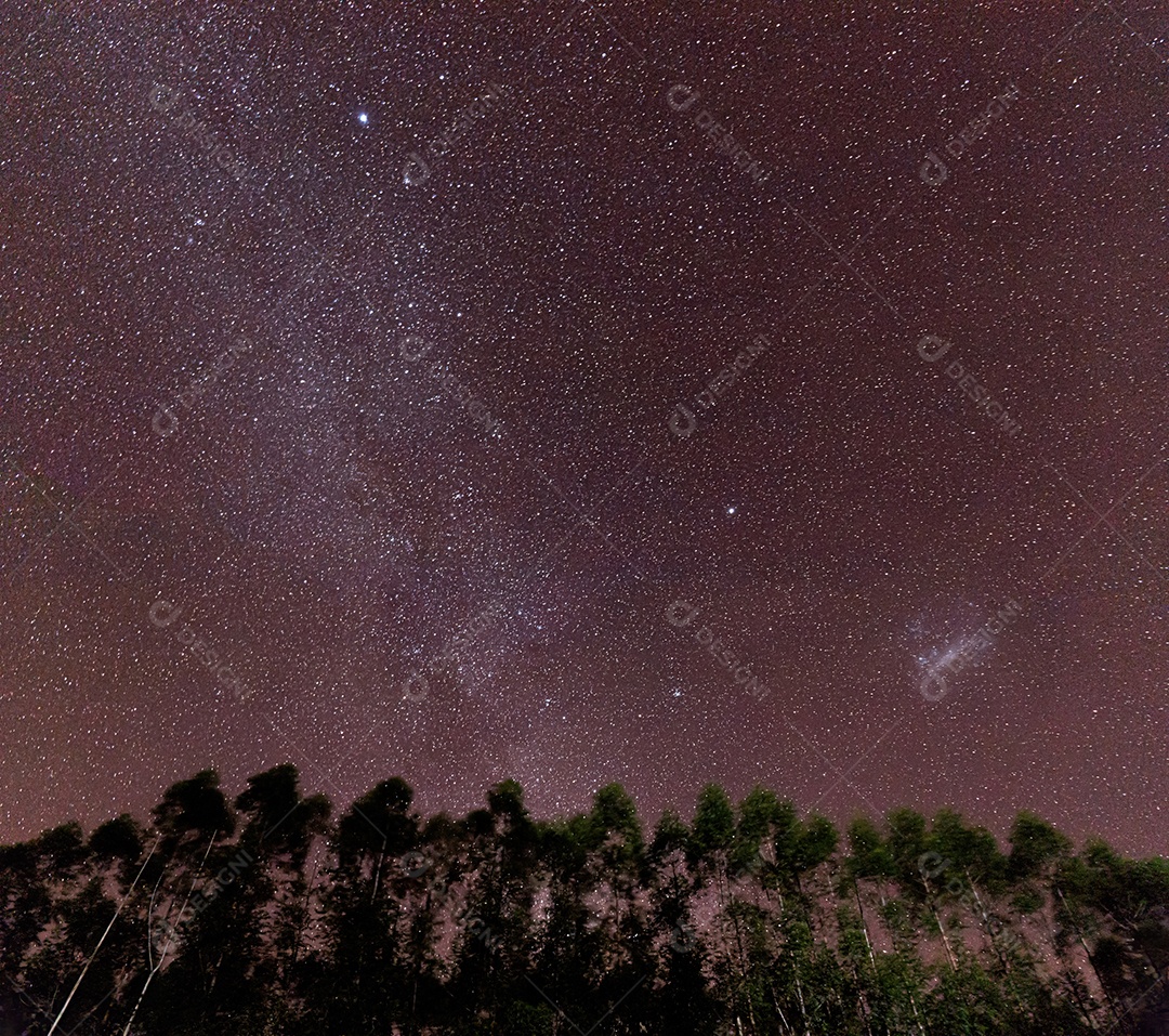 Céu noturno com estrelas na Via Láctea com silhueta de uma plantação de eucalipto