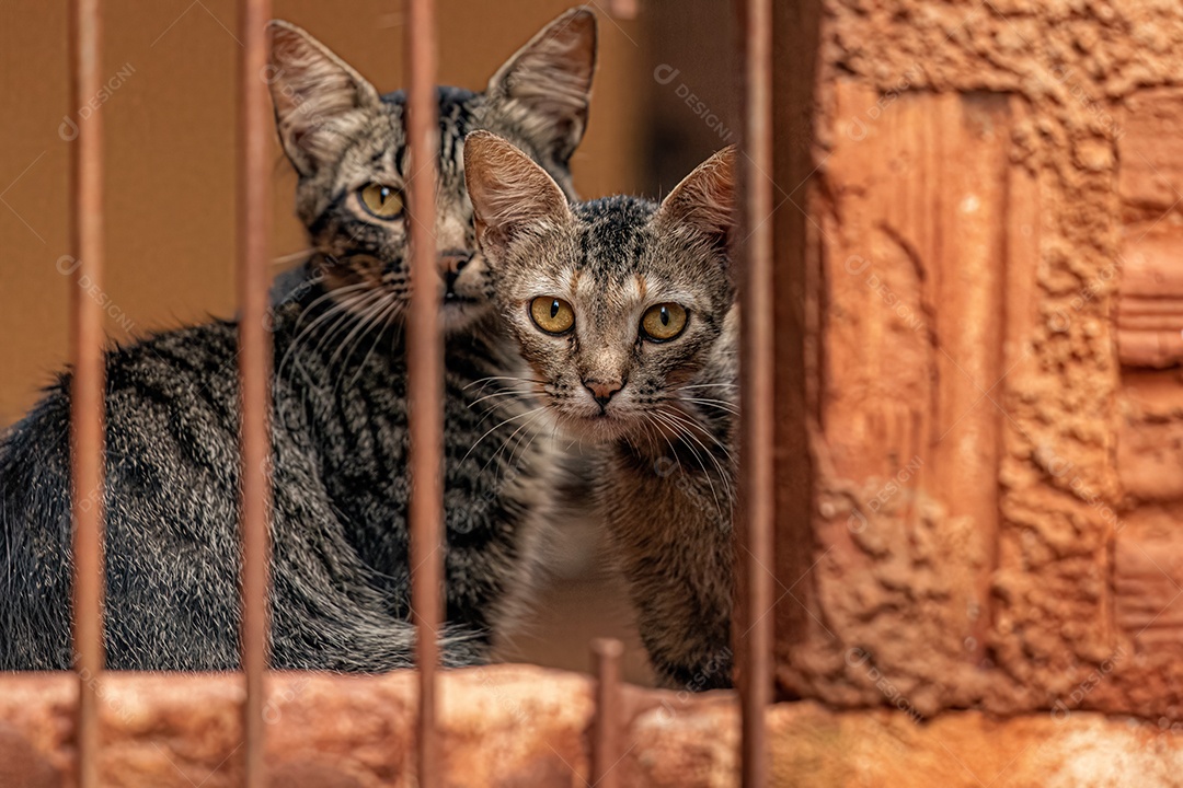 Pequeno gato doméstico