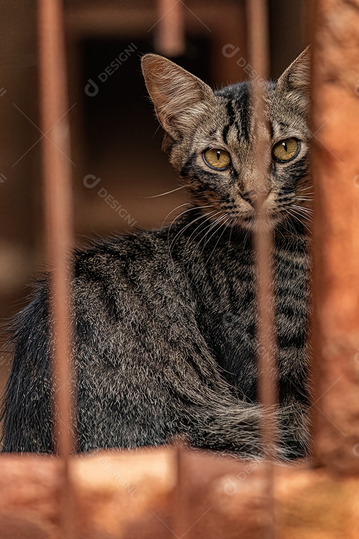 Pequeno gato doméstico