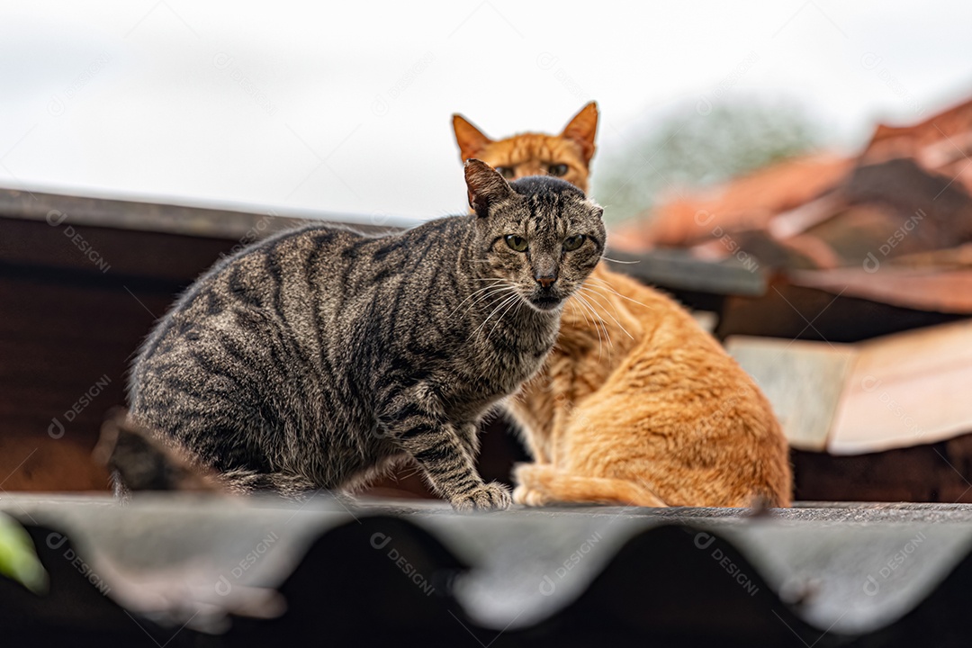Pequeno gato doméstico