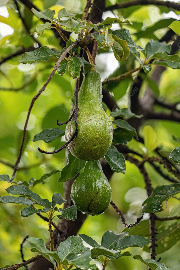 Abacate Árvore frutífera da espécie Persea americana