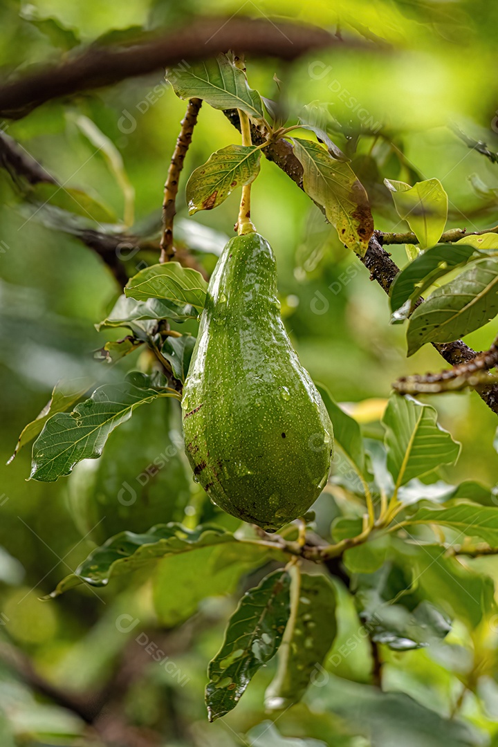 Abacate Árvore frutífera da espécie Persea americana