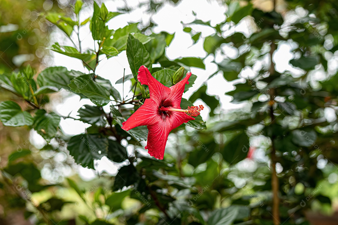 Flor de hibisco vermelho do gênero hibisco.