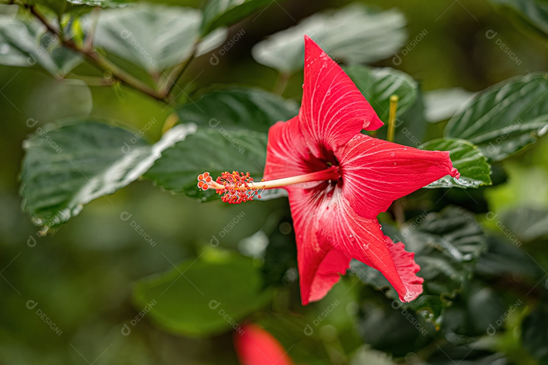 Flor de hibisco vermelho do gênero hibisco.