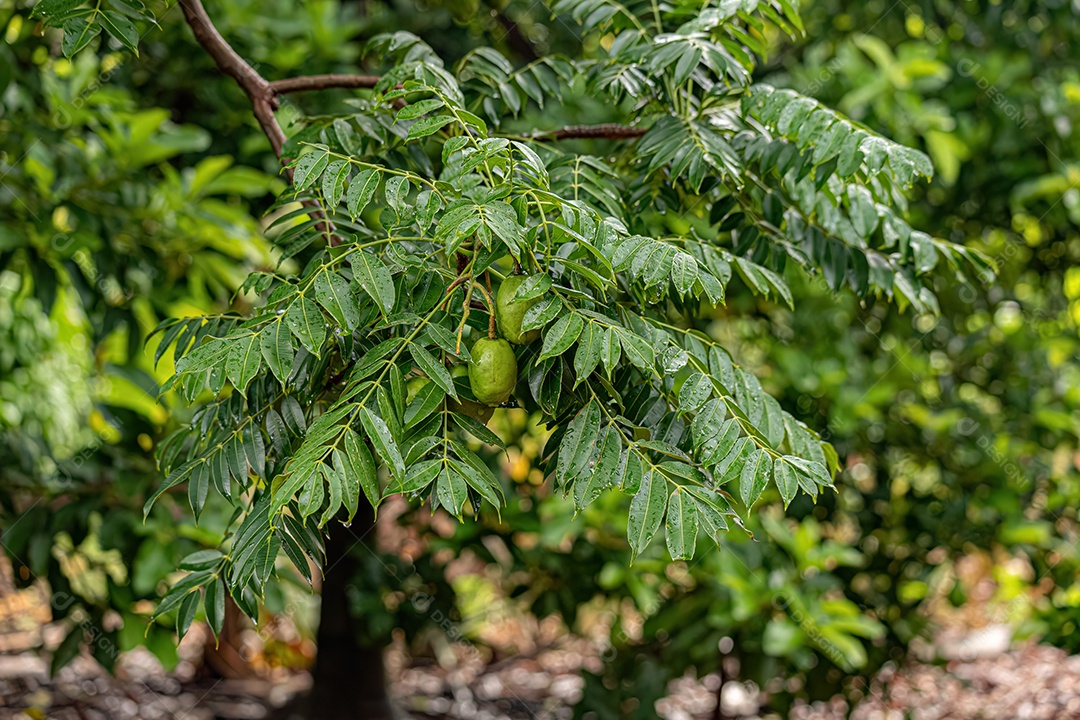 Mombins Árvore Fruto do Gênero Spondias.