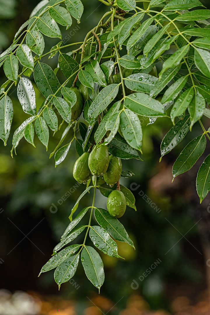 Mombins Árvore Fruto do Gênero Spondias.