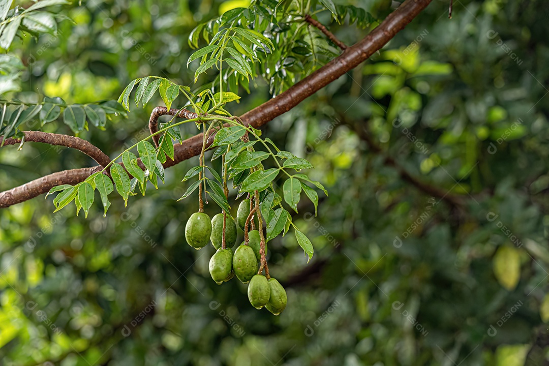 Mombins Árvore Fruto do Gênero Spondias.