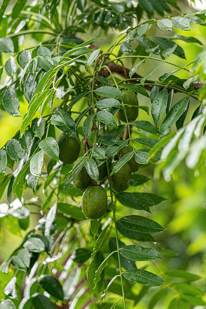 Mombins Árvore Fruto do Gênero Spondias.