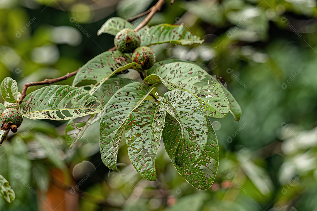 Folhas de uma goiabeira completamente comidas por insetos-praga.