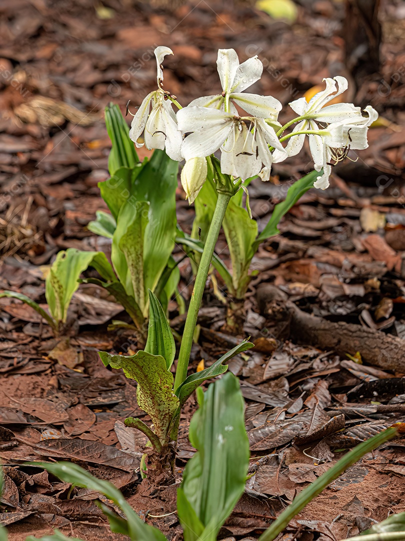 Flor de Lírio do Pântano Branco do Gênero Crinum.