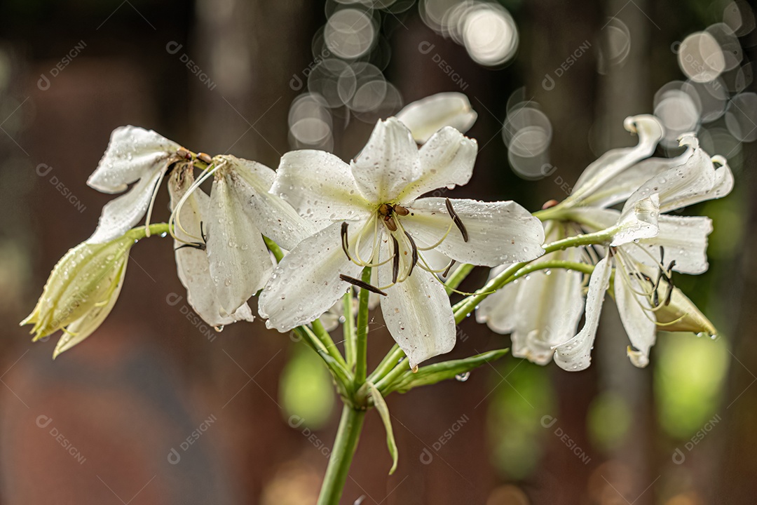 Flor de Lírio do Pântano Branco do Gênero Crinum.