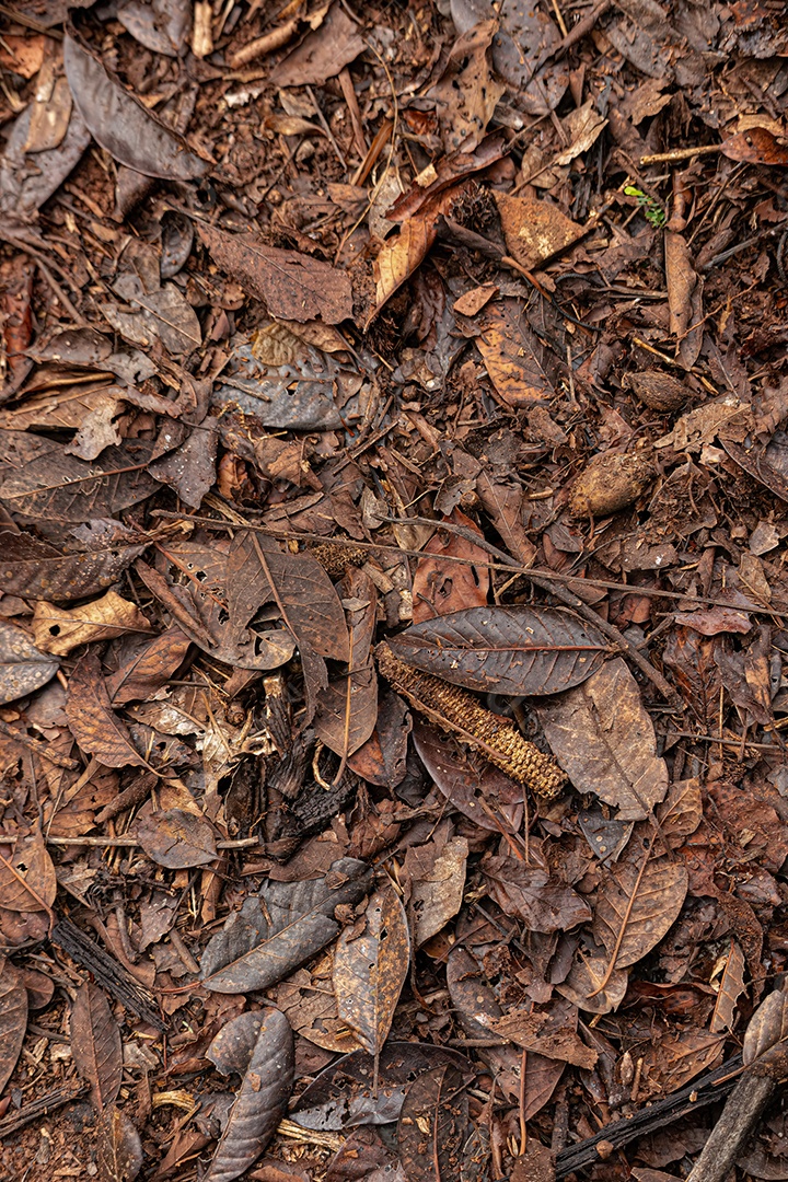 Close- up de piso natural sujo com lixo seco.