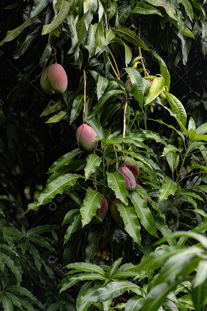 Mangueira da espécie Mangifera indica com frutos.