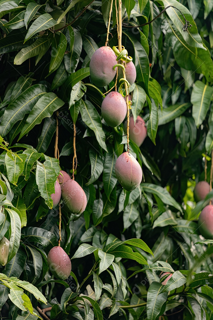 Mangueira da espécie Mangifera indica com frutos.