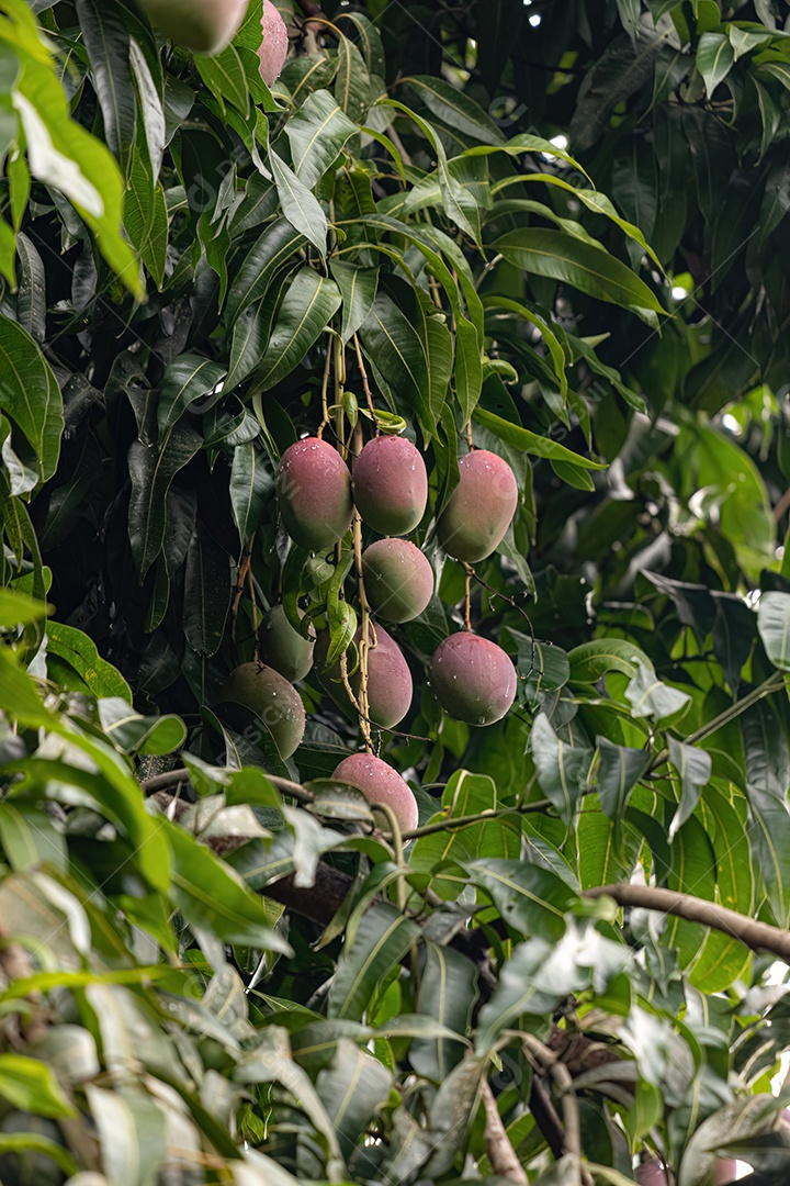 Mangueira da espécie Mangifera indica com frutos.