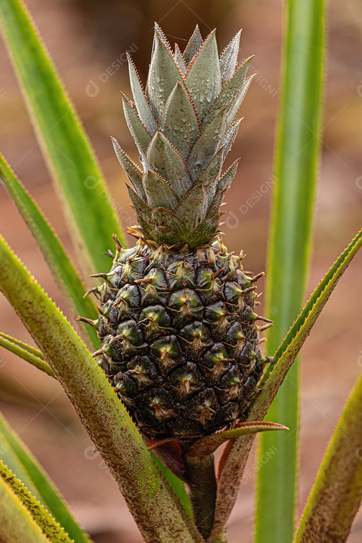 Abacaxi Planta frutífera da espécie Ananas comosus.