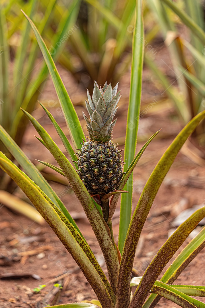 Abacaxi Planta frutífera da espécie Ananas comosus.