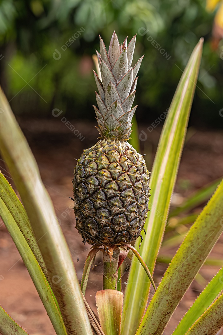 Abacaxi Planta frutífera da espécie Ananas comosus.