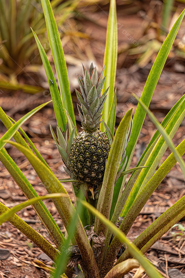 Abacaxi Planta frutífera da espécie Ananas comosus.