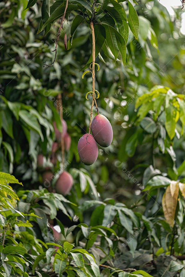 Mangueira da espécie Mangifera indica com frutos.