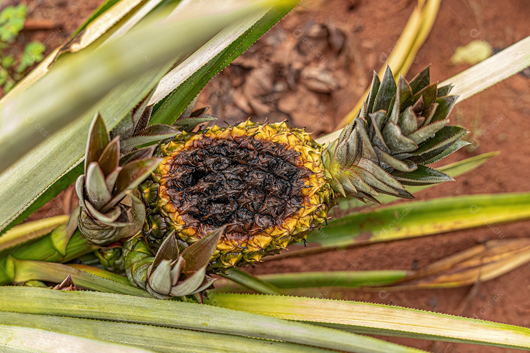 Fruta de abacaxi ainda não colhida apodrecendo na planta.