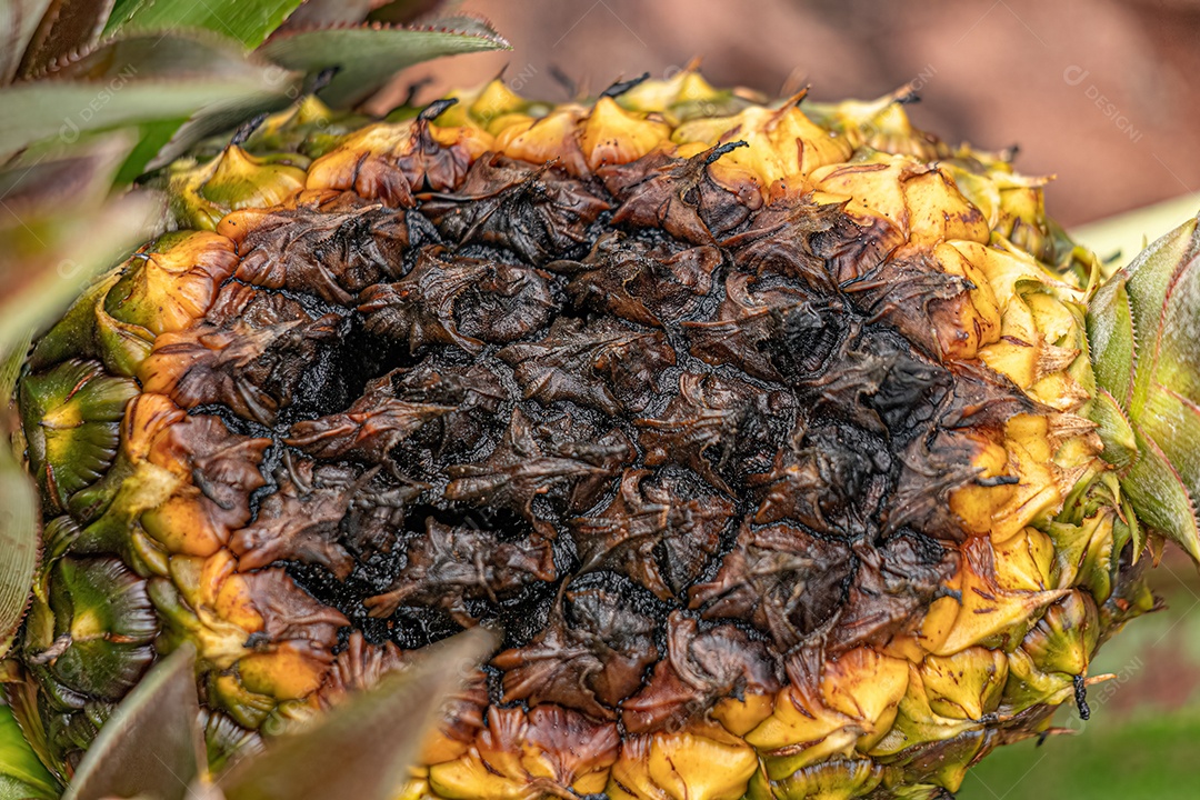 Fruta de abacaxi ainda não colhida apodrecendo na planta.