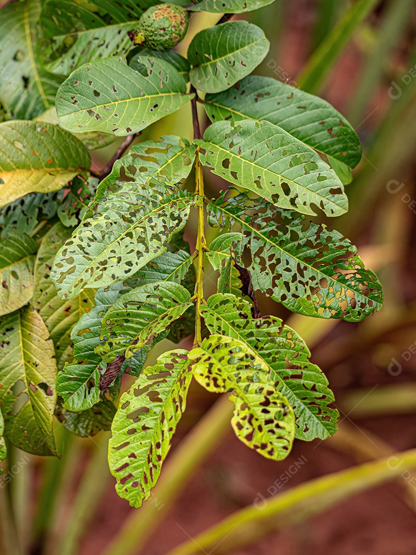 Folhas de uma goiabeira completamente comidas por insetos-praga.