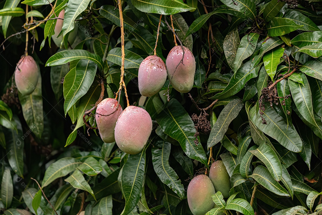 Mangueira da espécie Mangifera indica com frutos.
