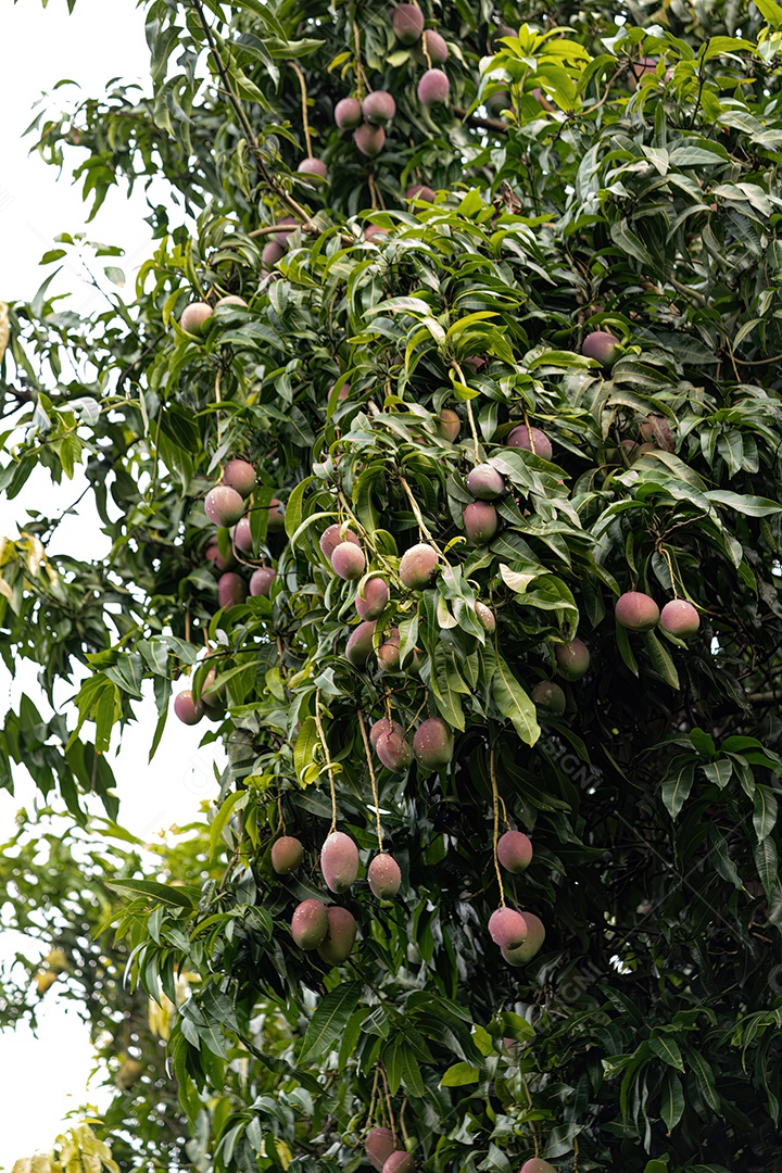 Mangueira da espécie Mangifera indica com frutos.