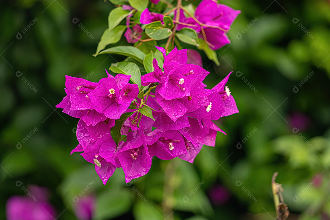Flores de plantas ornamentais do gênero Bougainvillea.