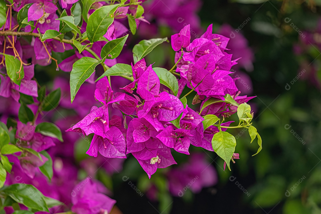 flores de plantas ornamentais do gênero Bougainvillea.