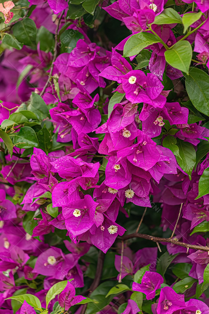 Flores de plantas ornamentais do gênero Bougainvillea.