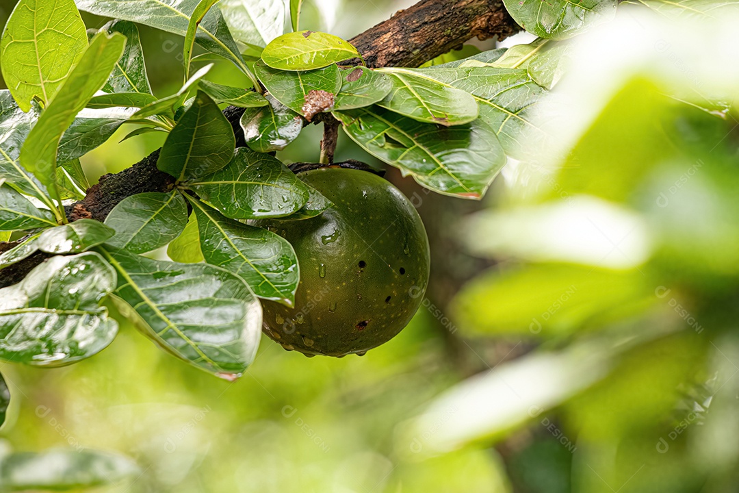 Calabash Tree da espécie Crescentia cujete com foco seletivo.
