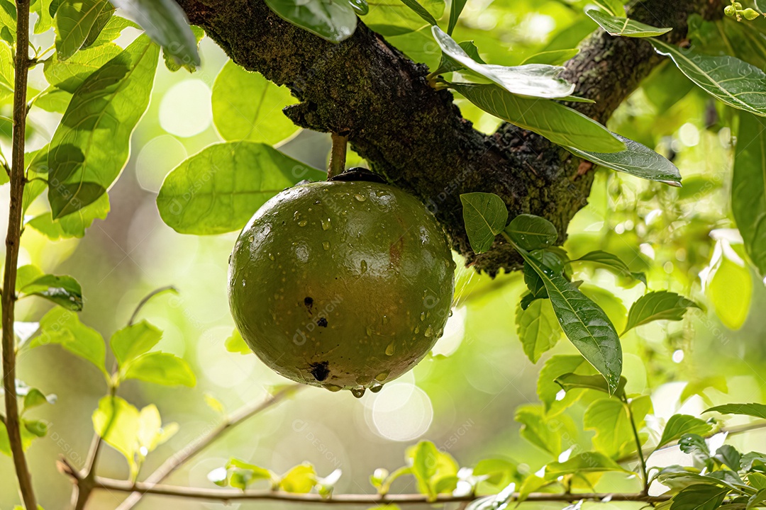 Calabash Tree da espécie Crescentia cujete com foco seletivo.