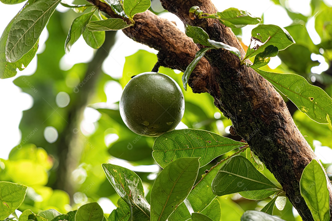 Calabash Tree da espécie Crescentia cujete com foco seletivo.