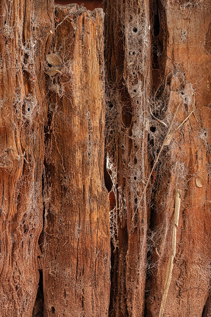 Teia de aranha da casa do sul da espécie Kukulcania hibernalis.