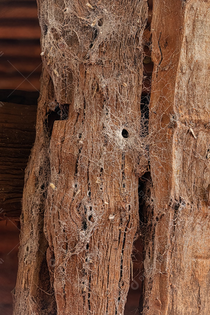 Teia de aranha da casa do sul da espécie Kukulcania hibernalis.