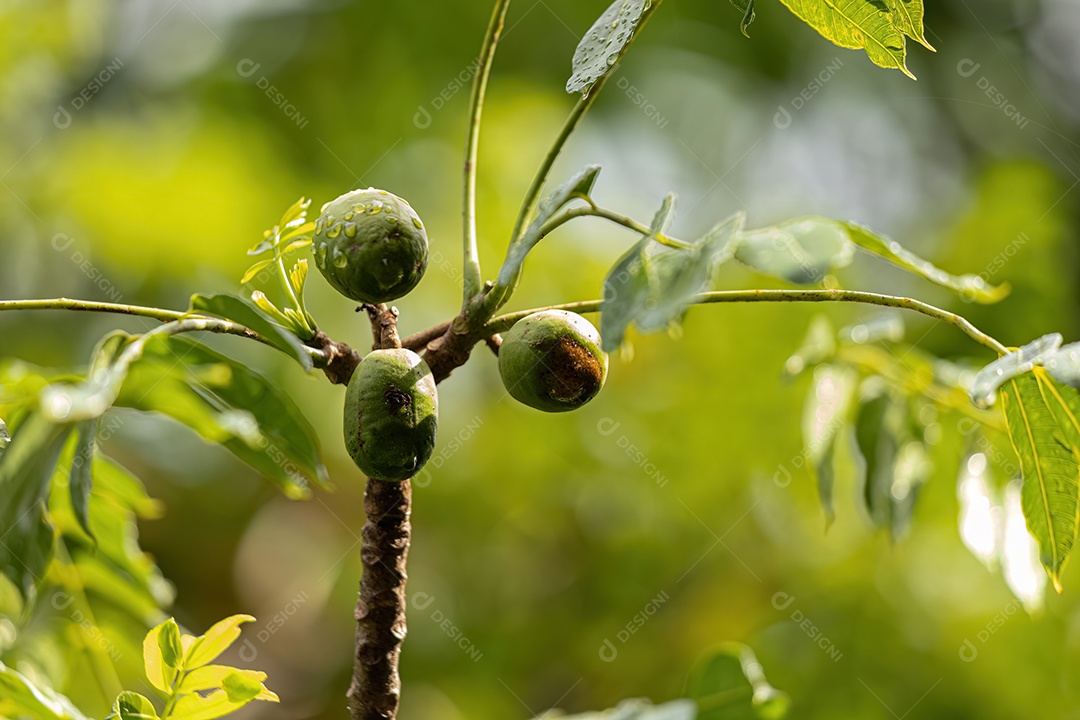 Mombins Árvore Fruto do Gênero Spondias.