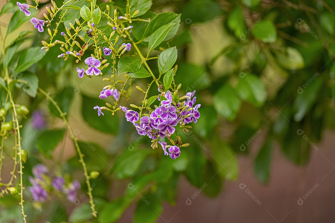 Skyflower Purple Flowers da espécie Duranta erecta com foco seletivo.